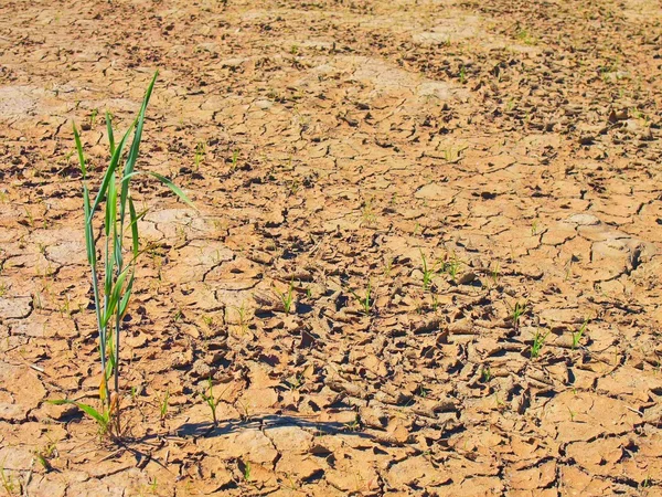 Argila seca rachada de campo de trigo. chão rachado empoeirado — Fotografia de Stock