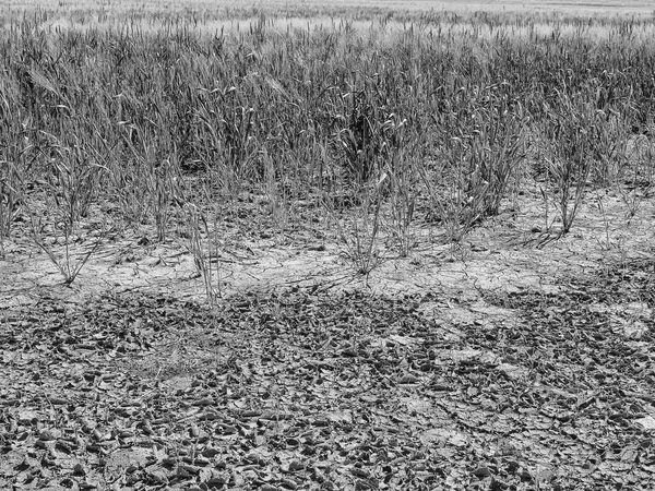 Argila rachada seca no canto do campo de trigo. Rachaduras profundas empoeiradas e flores murchas . — Fotografia de Stock