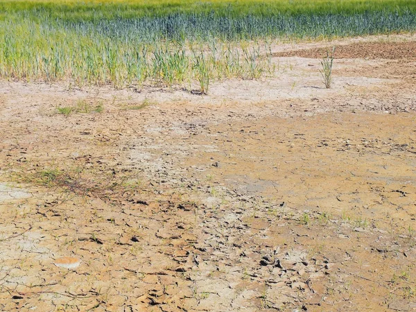 गहू शेताच्या कोपर्यात कोरडे क्रॅक चिकणमाती. धूळ खोल क्रॅक आणि इच्छित फुले . — स्टॉक फोटो, इमेज