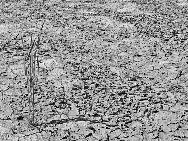 Suché oblasti s přirozenou texturou, drcené pšenice pole. — Stock fotografie