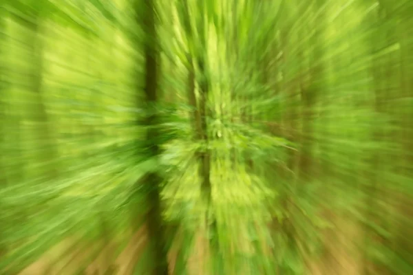 Defokussierte Wald für Hintergrund. verschwommene und defokussierte frische grüne Farben im Wald — Stockfoto