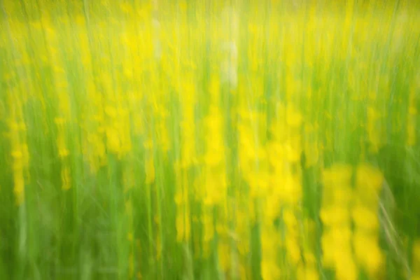 Flores desfocadas e grama para fundo. Borrado e de focado flores amarelas frescas e talos verdes — Fotografia de Stock