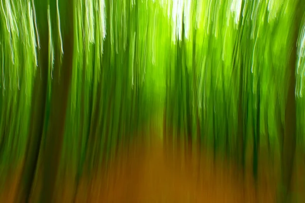 Defocused forest for background. Blurred and de focused fresh green colors in forest — Stock Photo, Image