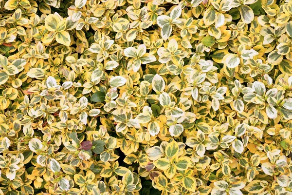 Euonymus fortunei. Yellow and green leaves of euonymus fortunei, background. Colorful background of euonymus bush known as spindle tree.