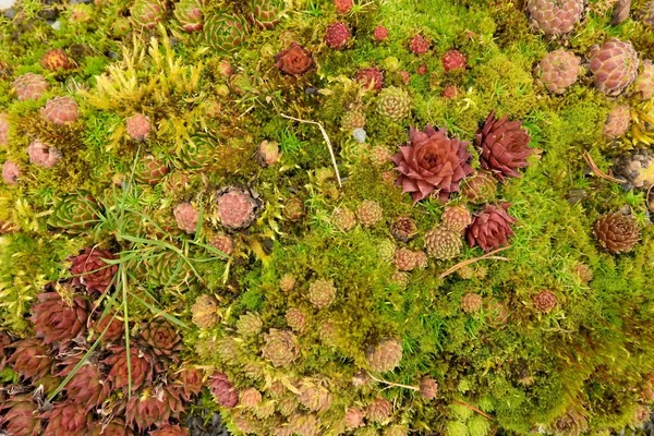 Свежие красочные сочные растения на земле — стоковое фото