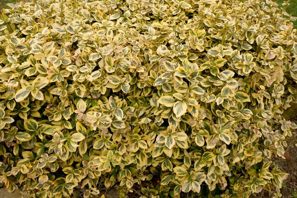 Euonymus fortunei. Yellow and green leaves of euonymus fortunei, background. Colorful background of euonymus bush known as spindle tree. — Stock Photo, Image