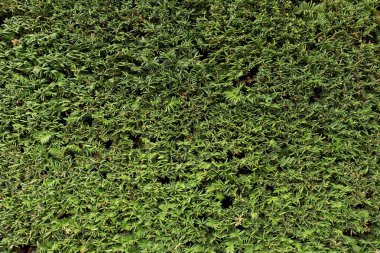 Taze yeşil dalları textura olarak kesilmiş Kuru dallar ile. Çit çit kesme