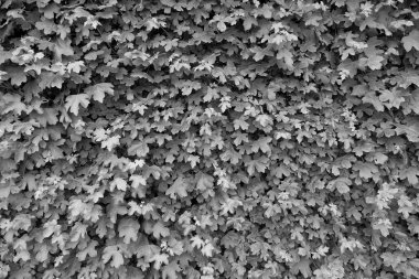 Bahar doğa, taze Ivy ile büyümüş duvar bırakır. Doğal çit Çit Bahçe.