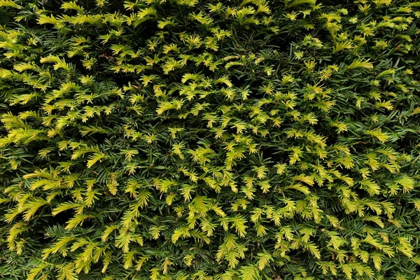 Ramas verdes frescas con ramas secas cortadas como textura. Cerca de seto cortado —  Fotos de Stock