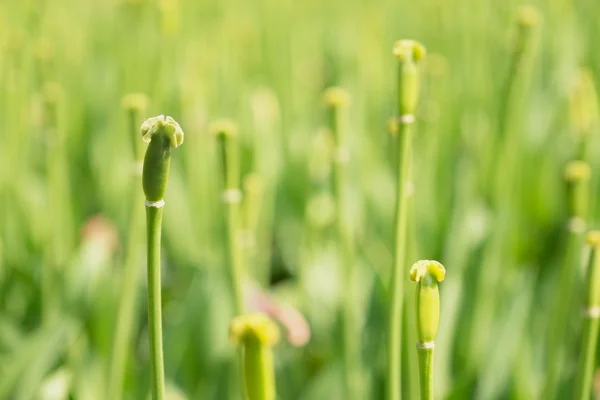 Tulipán květy po květu, tulipán lůžek. Květy se za všechny hlavy. — Stock fotografie