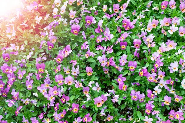 Pansy plantes cultivées comme fleurs de jardin. Viola pansies dans le jardin. Beauté nature . — Photo
