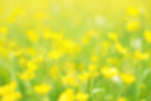 Ufuk sarı çiçekler ve çim. Bulanık ve sarı çiçek ve çim de odaklı — Stok fotoğraf