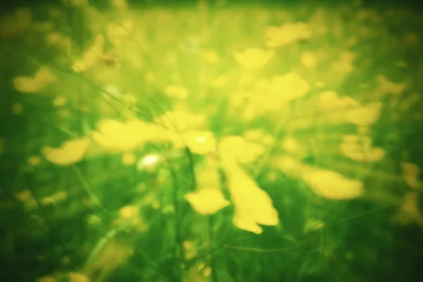 Defokussierte gelbe Blumen und Gras. verschwommene und defokussierte gelbe Blüte und Gras — Stockfoto