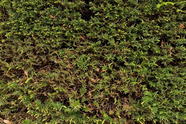 Świeże zielone gałęzie z cięcia suchych gałązek jako textura. Cięte żywopłot płot — Zdjęcie stockowe