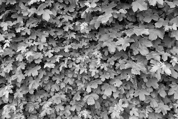 Bahar doğa, taze Ivy ile büyümüş duvar bırakır. Doğal çit Çit Bahçe.