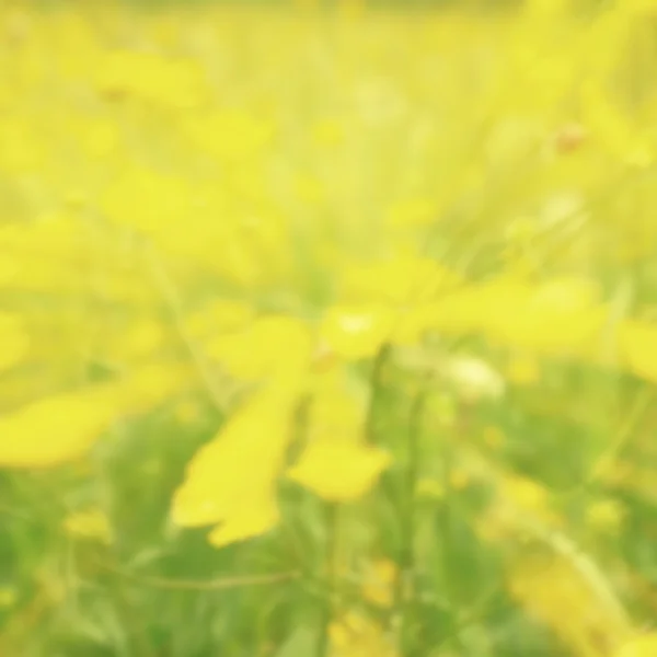 Flores amarelas desfocadas e grama. Desfocado e de flores amarelas focadas e grama — Fotografia de Stock