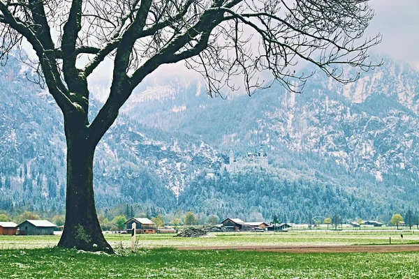 Tree in snowy meadows, april weather. Cold and damp