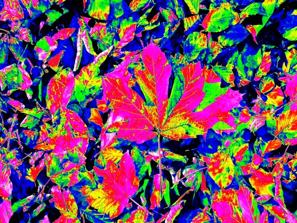 Infrarot-Scan von Blättern auf dem Parkgelände. Blätter von Ahorn und Kastanien in veränderten Farben. — Stockfoto
