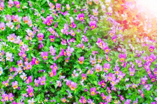 Efeito de tinta aquarela. Viola tricolor pansy em flor, canteiro de flores . — Fotografia de Stock