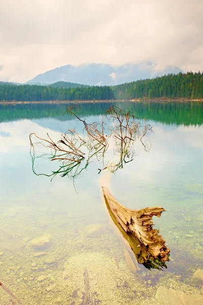 日没前に山の湖。古い木水に落ちた. — ストック写真
