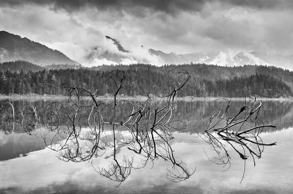 Ramo di albero caduto che sporge da acqua azzurra di lago di montagna — Foto Stock