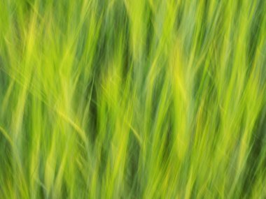 Çiçekler ve bitkiler taşınan arka plan alanında arpa defocused.