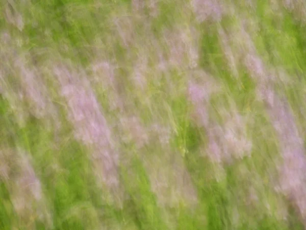 Flores e plantas desfocadas no prado em fundo movido . — Fotografia de Stock