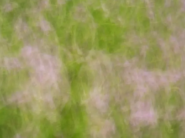 Defokussierte Blumen und Pflanzen auf der Wiese im Hintergrund. — Stockfoto