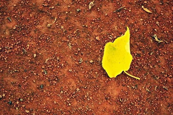 A bétula amarela deixa um campo de ténis. Superfície de tijolos triturados . — Fotografia de Stock