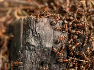 Vahşi karıncalar karınca yuvası, büyük kömürleşmiş odun parçası kurmak. 