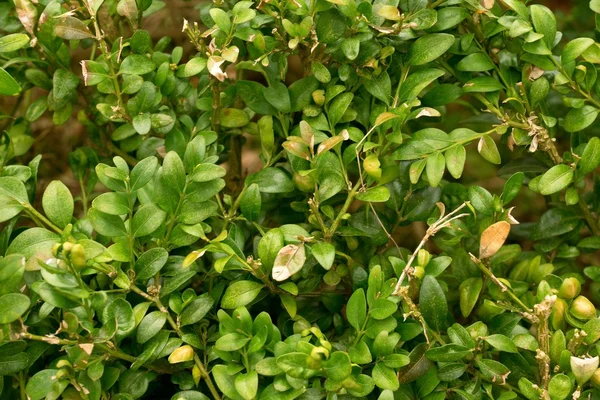 헤 지의 울타리 회 양 목 백그라운드에서 부시 대통령 은입니다. 작은 잎 식물 — 스톡 사진