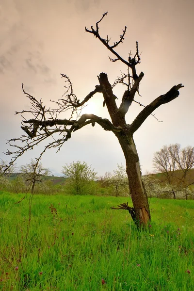 Tallos secos de hierba como silueta en los rayos del sol de la noche. El tronco del árbol muerto sobresale de la hierba. Color naranja del cielo en el fondo . — Foto de Stock