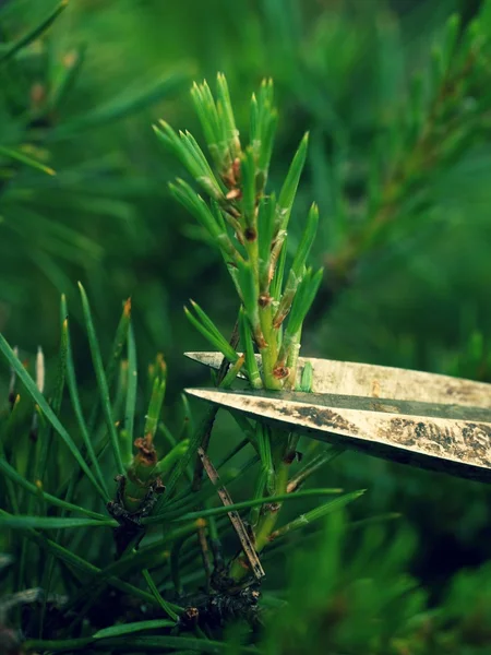 Starym wyjadaczem Artystyczny ogrodnik przycinanie bonsai drzewa. Wyciąć gałązka — Zdjęcie stockowe