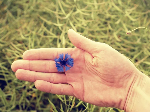 Tenez à la main le bleuet bleu en fleur. Champ oléagineux vert mûr — Photo