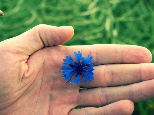Ręka trzymać niebieskich kwiatów w kwiat. Pole zielony dojrzałych roślin oleistych — Zdjęcie stockowe
