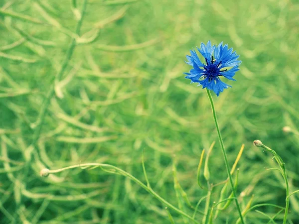 Ładny kwiat niebieski chaber w kwiat. Pole rzepaku oleistego dojrzałe — Zdjęcie stockowe