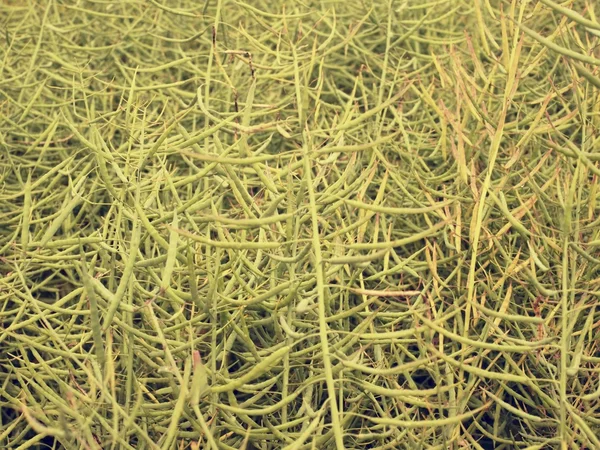 Campo maduro de colza oleaginosa. Judías verdes frescas. Semillas oleaginosas de colza  . —  Fotos de Stock