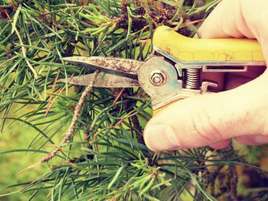 El ile dikenli kerpeten kırpma bonsai kayın ağacı. 
