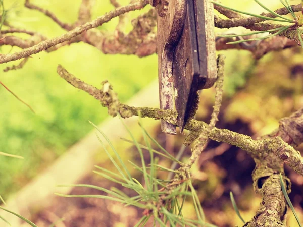 Pinzas que recortan agujas bonsái copa de árboles de ramitas equivocadas —  Fotos de Stock