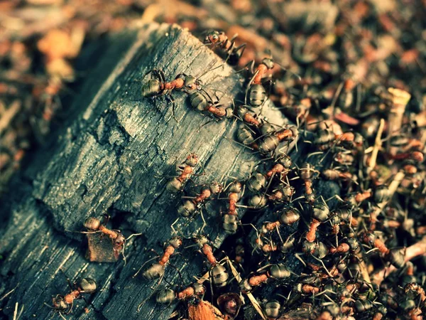 Hout in midden van wild mieren bouwen hun mierenhoop. Ant-familie — Stockfoto