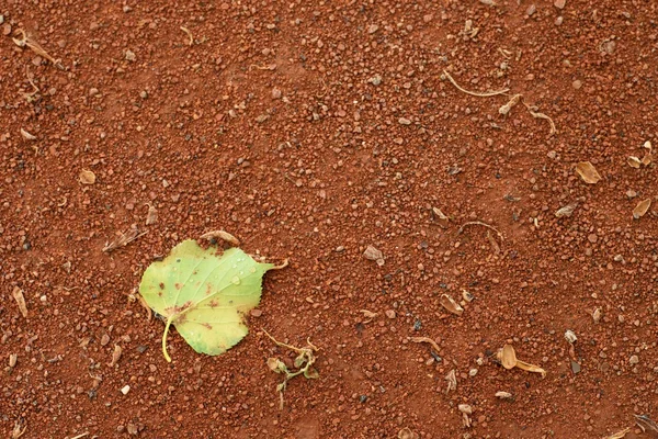 Detail van droge leaf op de tennisbaan. Droge gemalen baksteen — Stockfoto