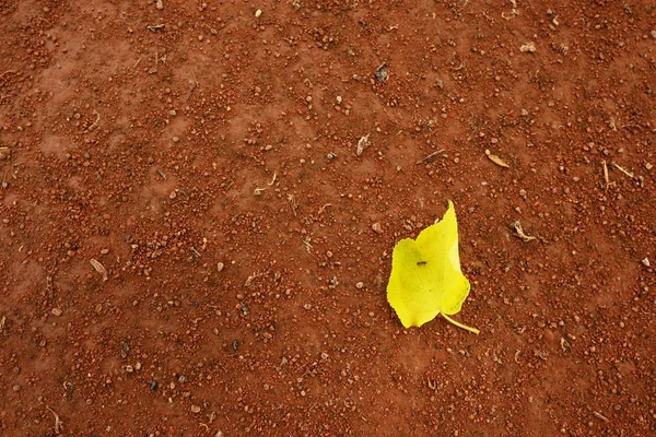 Yearling blad een tennisbaan. Gemalen baksteen oppervlak. — Stockfoto