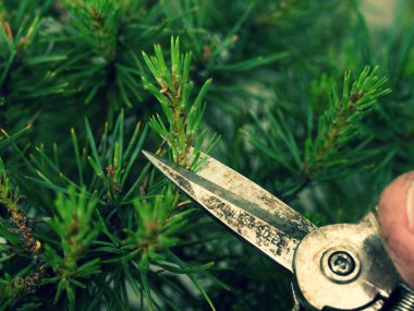 Eski el sanatsal bahçıvan kırpma bonsai ağacı. Dal kesmek 