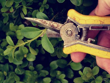 Bahçıvan kırpma bush. Kıvrık dal kesme