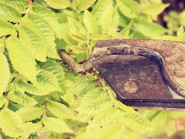 Dłoń Artystyczny ogrodnik przycinanie bonsai drzewa Grab. — Zdjęcie stockowe