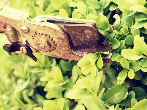 Hand av konstnärliga trädgårdsmästaren Renskärning buxus bush gren — Stockfoto