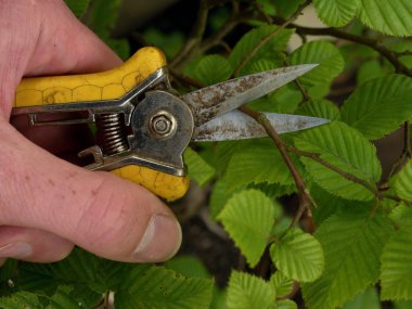 El ile dikenli kerpeten kırpma bonsai kayın ağacı. 
