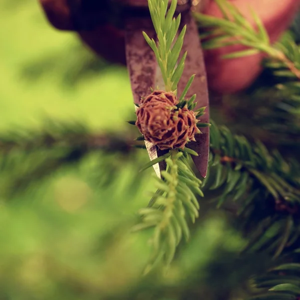 Kolczasty szczypcami Artystyczny ogrodnik przycinanie bonsai drzewa. Wyciąć z giętych gałązka — Zdjęcie stockowe