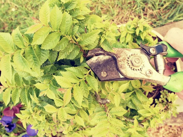 Gärtner schneidet Ast an Bonsai-Hainbuche von Hand. Baumwipfel reinigen — Stockfoto