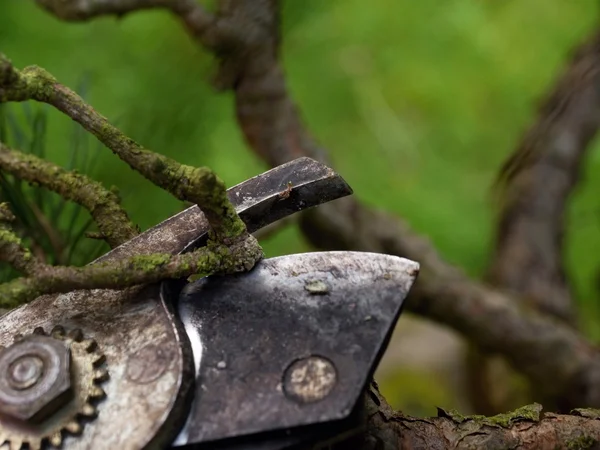 Ogrodnik kleszcze przycinanie bonsai drzewa. Czyszczenie treetop — Zdjęcie stockowe